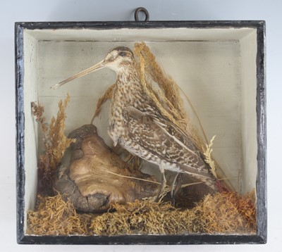 Lot 393 - An early 20th century taxidermy Common Snipe...