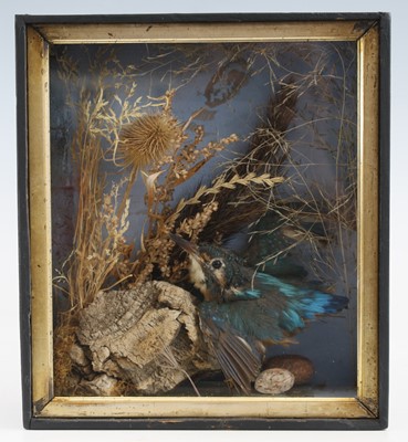 Lot 364 - A Victorian taxidermy Kingfisher (Alcedo...