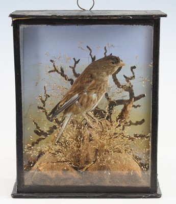 Lot 394 - A late Victorian taxidermy Twite (Linaria...