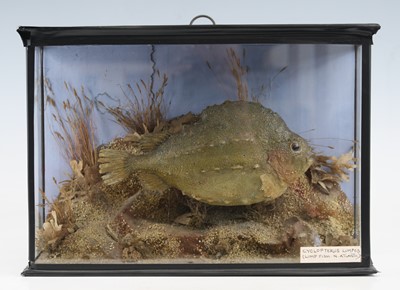 Lot 357 - A late Victorian taxidermy Lumpfish...