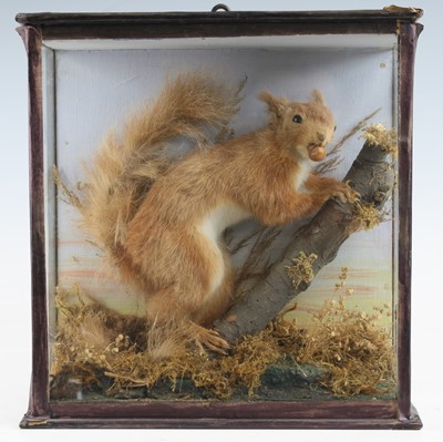 Lot 425 - A late Victorian taxidermy Red Squirrel...