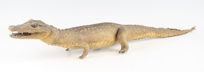 Lot 440 - A 20th century taxidermy Cayman (Caimaninae),...