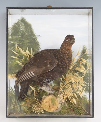 Lot 365 - A taxidermy Red Grouse (Lagopus lagopus...