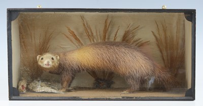 Lot 308 - A Victorian taxidermy Polecat (Mustela...