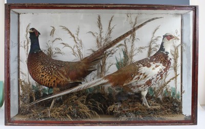 Lot 447 - A brace of Victorian taxidermy Leucistic and...