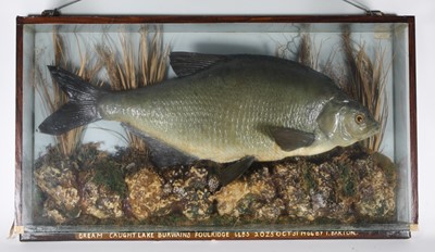 Lot 379 - A taxidermy Bream (Abramis brama), mounted in...