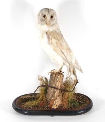 Lot 438 - A Victorian taxidermy Barn Owl (Tyto alba),...