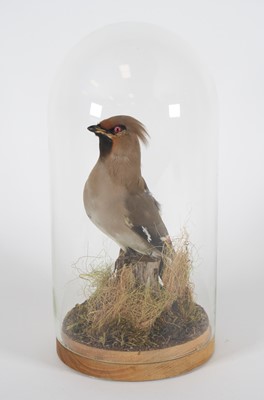 Lot 453 - A taxidermy Waxwing (Bombycilla garrulus),...