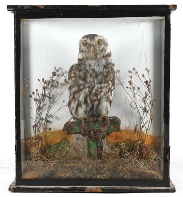 Lot 448 - An early 20th century taxidermy Little Owl...
