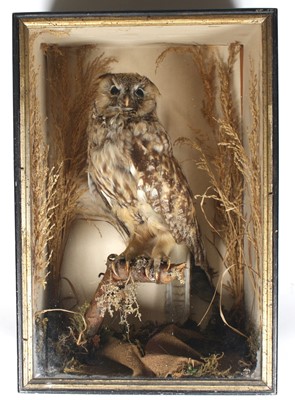 Lot 449 - A Victorian taxidermy Long-Eared Owl (Asio...