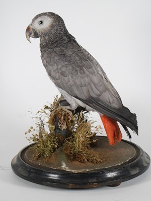 Lot 439 - A taxidermy African Grey parrot (Psitticas...