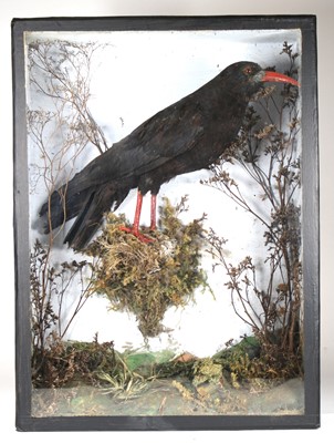 Lot 454 - A late Victorian taxidermy Red-billed or...