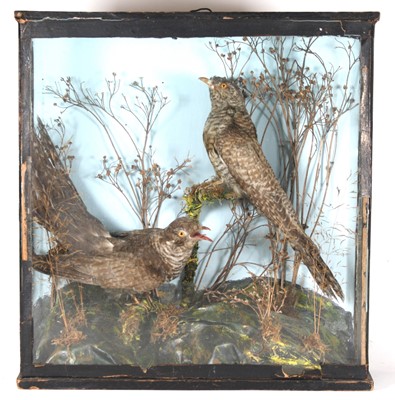 Lot 458 - A brace of early 20th century taxidermy...