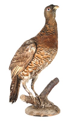 Lot 441 - A taxidermy Capercaillie (Tetrao urgallus),...