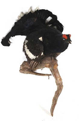 Lot 446 - A taxidermy Black grouse (Lyrurus tetrix) full...