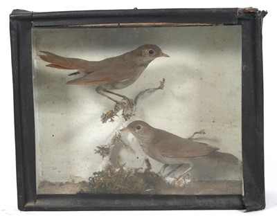 Lot 452 - A brace of early 20th century taxidermy Common...