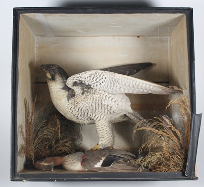 Lot 434 - An early 20th century taxidermy Peregrine...
