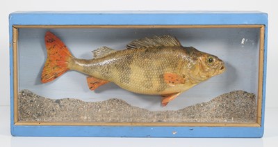 Lot 355 - A 20th century taxidermy Perch (Perca...