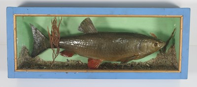 Lot 442 - A 20th century taxidermy Chub (Leuciscus...