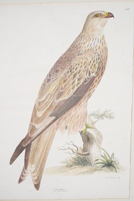 Lot 435 - Continental school, 19th century, Red Kite,...