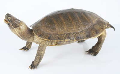 Lot 444 - An early 20th century taxidermy Tortoise...