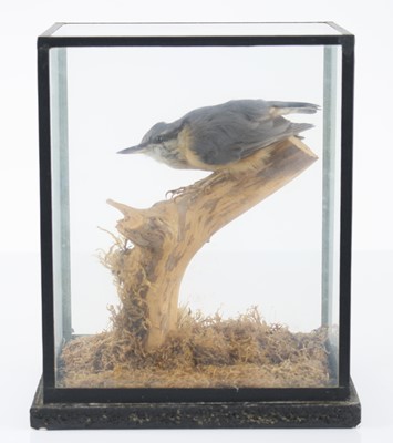 Lot 443 - A 20th century taxidermy Nuthatch (Sitta...