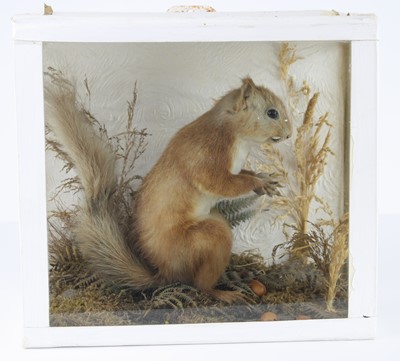 Lot 385 - A 20th century taxidermy Red Squirrel (Sciurus...
