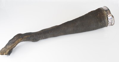 Lot 445 - Anj early 20th century taxidermy Elephant tail...
