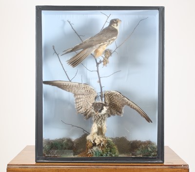 Lot 378 - A brace of early 20th century taxidermy...