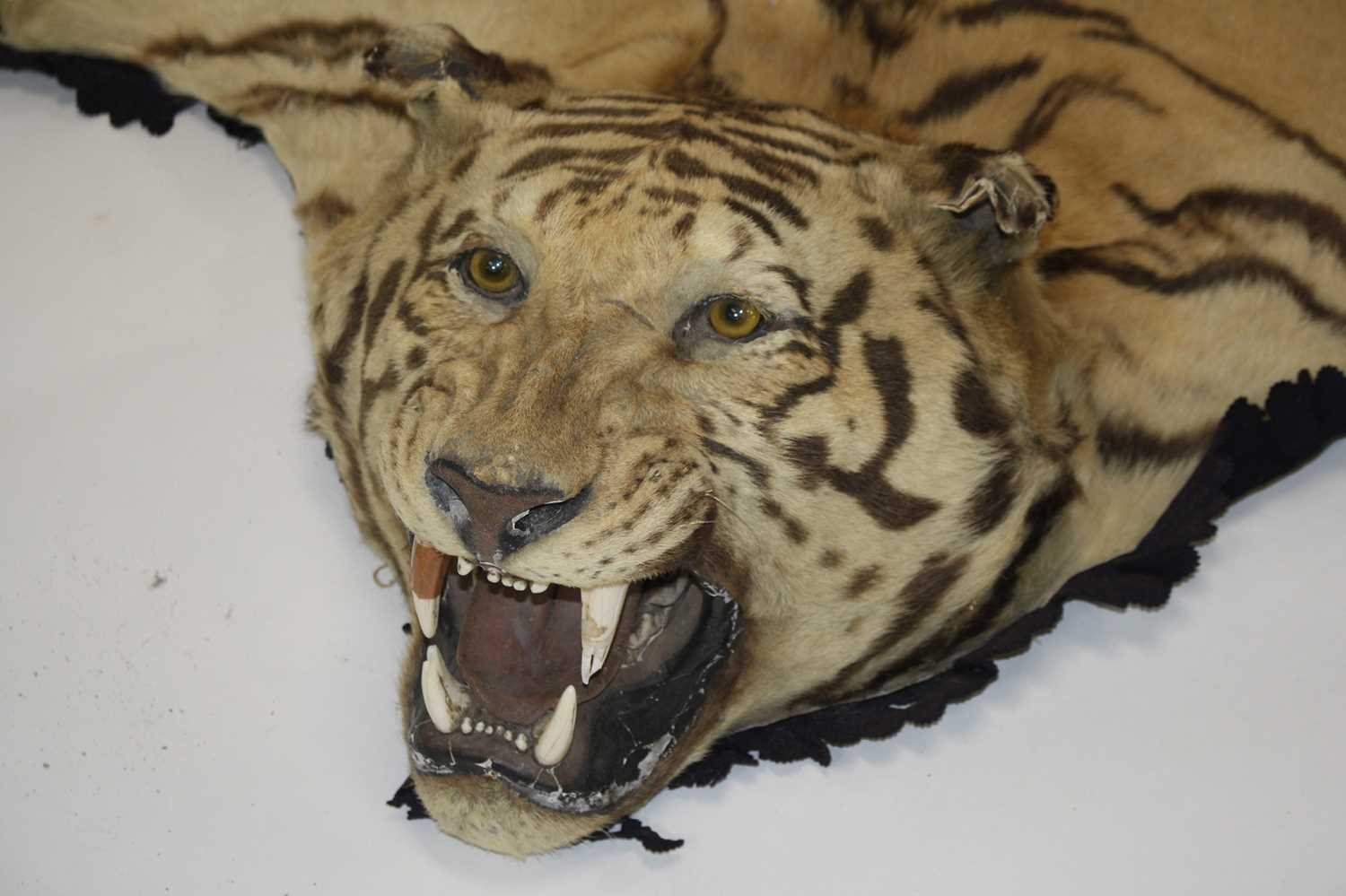 Lot 459 - A large early 20th century taxidermy Bengal...