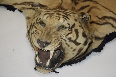 Lot 459 - A large early 20th century taxidermy Bengal...