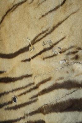 Lot 459 - A large early 20th century taxidermy Bengal...