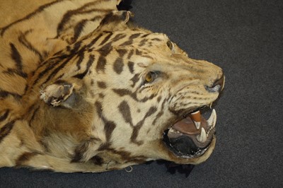 Lot 459 - A large early 20th century taxidermy Bengal...