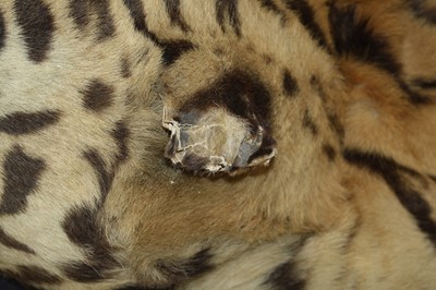 Lot 459 - A large early 20th century taxidermy Bengal...