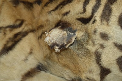 Lot 459 - A large early 20th century taxidermy Bengal...