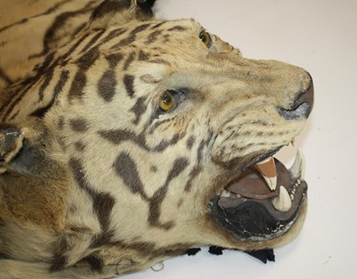 Lot 459 - A large early 20th century taxidermy Bengal...
