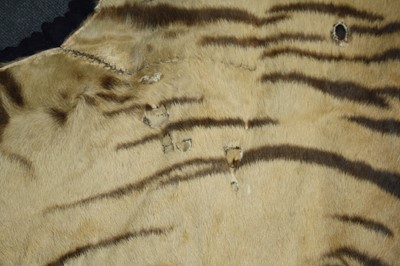 Lot 459 - A large early 20th century taxidermy Bengal...