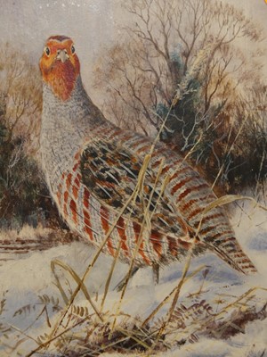 Lot 552 - Robert Coppellie (b.1951) - Partridge in snow,...