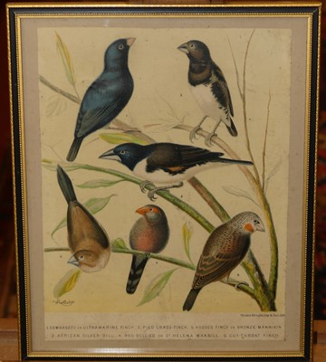 Lot 559 - A quantity of ornithological interest colour...