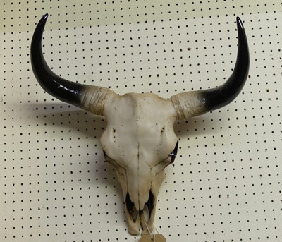 Lot 613 - A composite steer, or cow, skull and horns,...